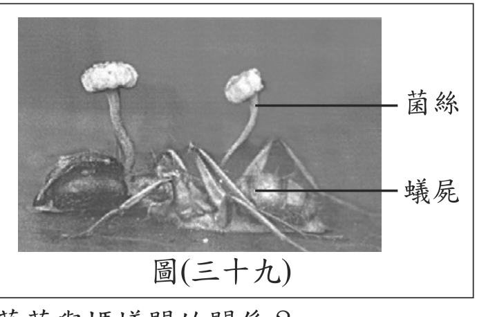 題目圖形